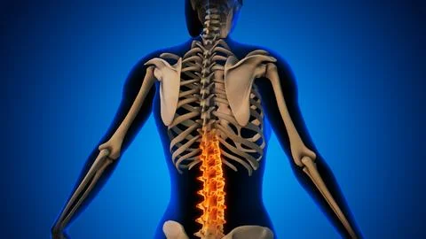 Pain in the back joint Illustration