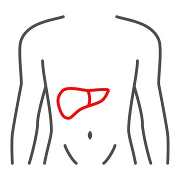 Pain in liver thin line icon, body pain concept, liver disease vector sign on Stock Illustration