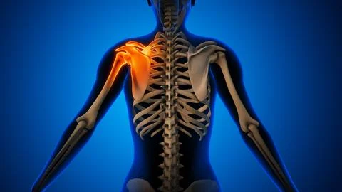 Pain in the Shoulder joint 스톡 일러스트