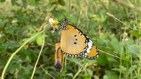 Pain Tiger Butterfly mating Stock Footage 266974915