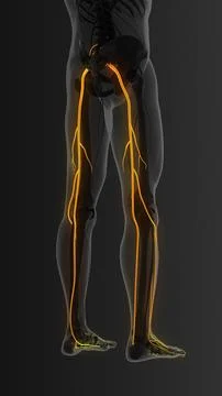 Painful sciatic nerve in the both legs 库存插图