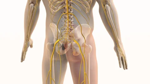Painful Sciatic Nerve Sensation in Lower Body Video stock 320765721