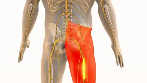 Painful Sciatic Nerve Sensation in Lower Body 库存插图