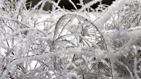 The painfully thin, almost fragile branches of the leafless shrub Video stock 335726560