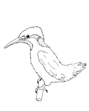 Paint bird on the tree. Black line. Stock Illustration