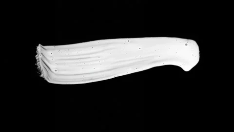 Paint Brush Stroke White Leaking and Dripping isolated on Black Background Stock Footage 222119116