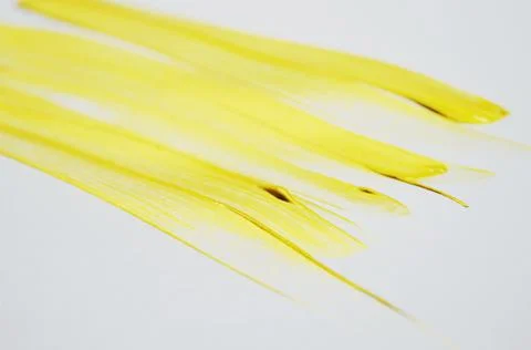 Paint colorful on white. paint strokes. Gold blot of paint Foto stock