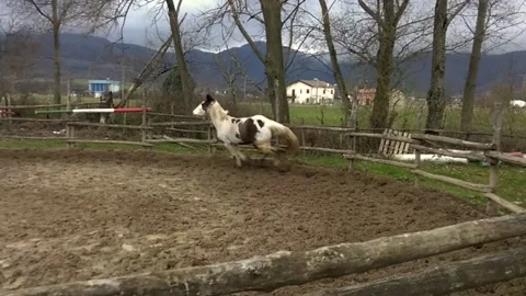Paint horse gallops in the circular enclosure in slow motion Stock Footage 167955331