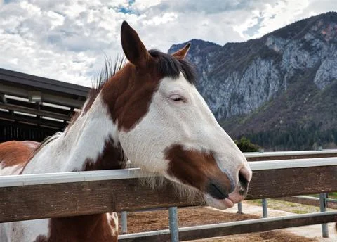 Paint horse Stock Photos