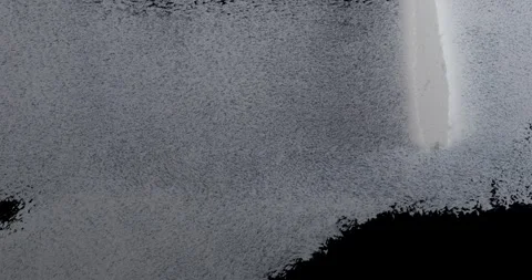 Paint roller applies pale gray paint across dark surface, leaving textured .. Stock Footage 348442316