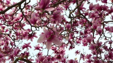 Paint the sky pink! Stock Footage 22768508