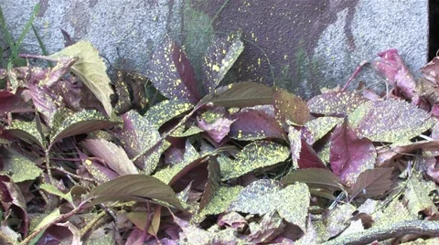 Paint spilling while painting a graffiti on a wall Stock Footage 11824974