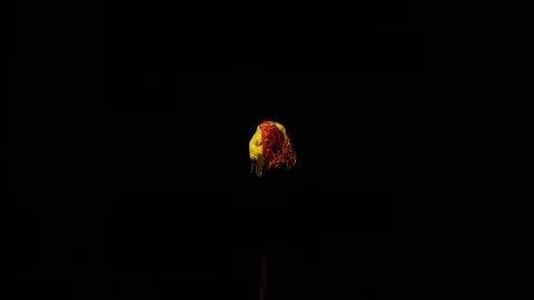 Paint Spinning In SLow Motion. Stock Footage 115910134