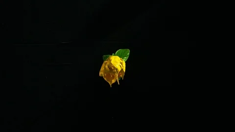Paint Spinning in SLow Motion. Stock Footage 115917670