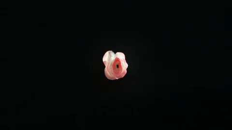 Paint Spinning in SLow Motion. Stock Footage 115918987
