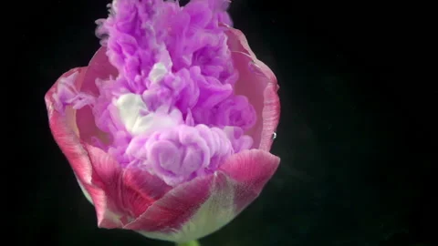 Paint Spreading On Flower Stock Footage 94330830
