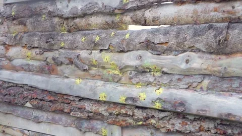 Paintball Stock Footage 168184386