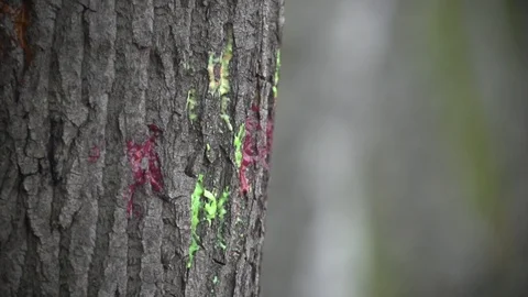 Paintball. Stopmotion shooting of 240 frames. Epic gap. Stock Footage 98860203