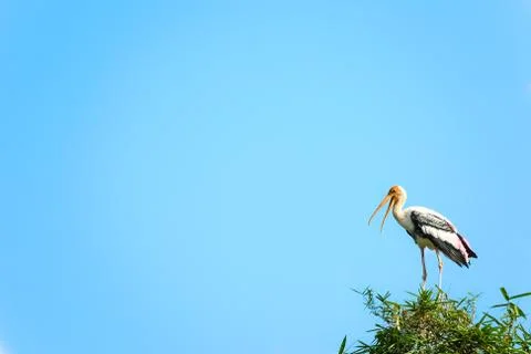 Paintd Stork Stock-Fotos