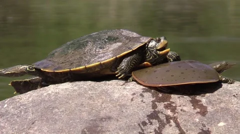 Painted and soft shell turtles sitting on river rock wildlife nature animal Stock Footage 54332060