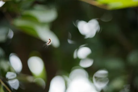 Painted Apple Moth Hanging By A Thread Stock Photos