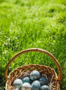 Painted blue textured easter eggs in wicker brown hand made basket. The concept Stock Photos