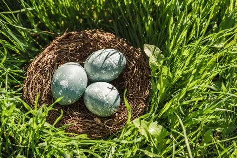 Painted blue textured easter eggs in a brown nest lies in green fresh grass. The Stock Photos