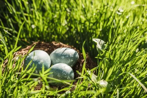 Painted blue textured easter eggs in a brown nest lies in green fresh grass. The Stock Photos
