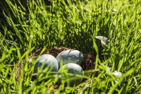 Painted blue textured easter eggs in a brown nest lies in green fresh grass. The Stock Photos