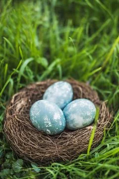 Painted blue textured easter eggs in a brown nest lies in green fresh grass. The Stock Photos