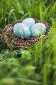 Painted blue textured easter eggs in a brown nest lies in green fresh grass. The Stock Photos
