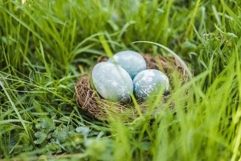 Painted blue textured easter eggs in a brown nest lies in green fresh grass. The Stock Photos