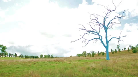 Painted Blue Tree in Green Field Stock Footage 42476375