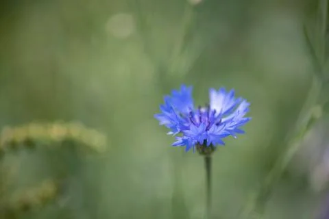 Painted bokeh. Stock Photos
