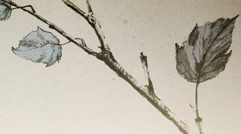 Painted branch animation Stock Footage 53900385