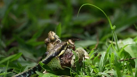 Painted Bronze Back Swallowing Frog Stock Footage 198521981