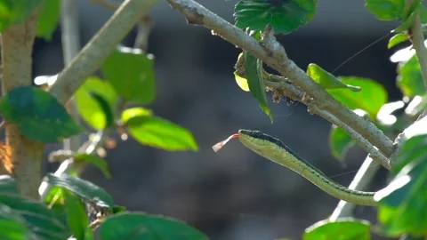 Painted bronzeback (dendrelaphis pictus) snake creeping on the tree Stock Footage 140872653
