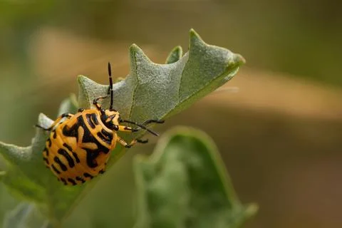 Painted bug Eurydema dominulus looking for prey on summer plants in Romania Stock Photos