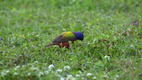 PAINTED BUNTING CLOSE UP Stock Footage 289920115