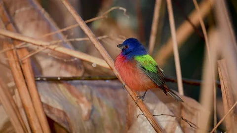 A Painted Bunting in Florida Vídeo Stock 147514537