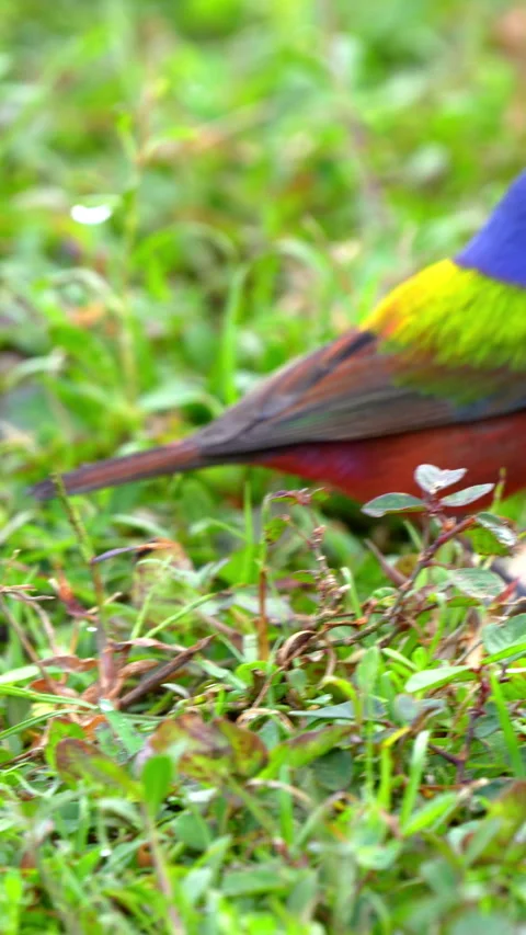PAINTED BUNTING Video stock 280795144