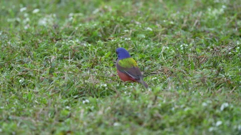 PAINTED BUNTING Video stock 289915165