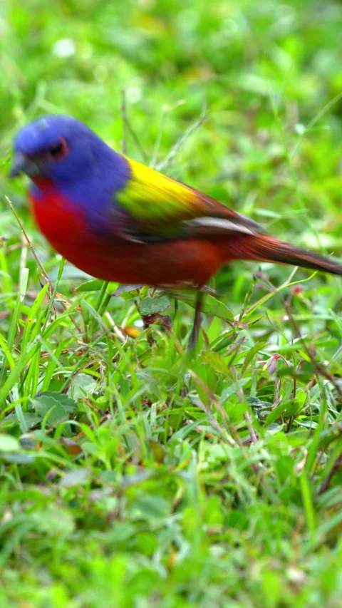 PAINTED BUNTING ON GRASS Stock Footage 280795793