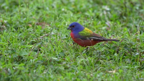 PAINTED BUNTING MEDIUM SHOT Stock Footage 289922346