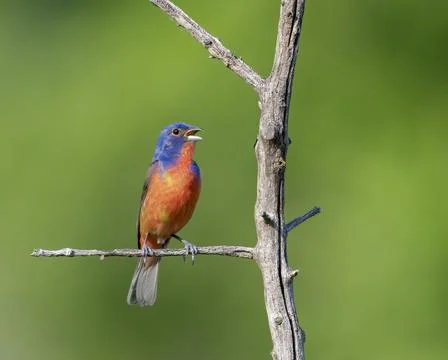 Painted Bunting perched on a dead tree Stock Photos