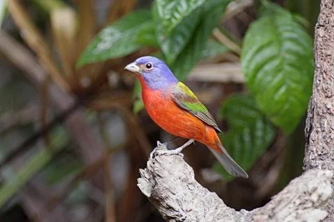 Painted Bunting Stock Photos