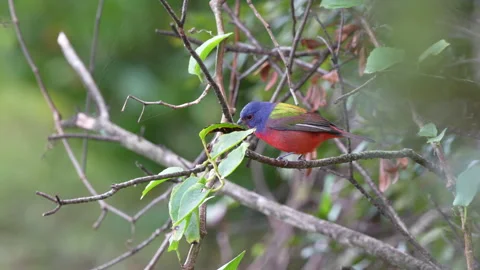 PAINTED BUNTING TAKING OFF Stock Footage 289921091