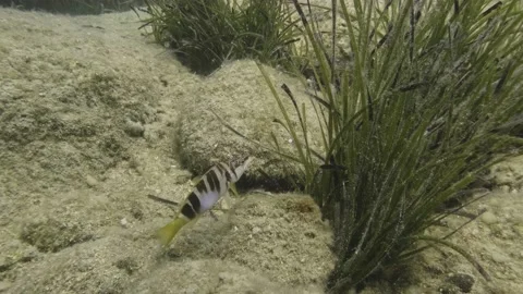 A painted comber fish, erranus scriba, resting in front of Neptune grass Stock-Footage 238837942