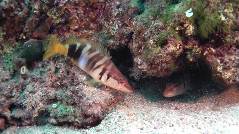 Painted Comber Fish Pair with Striped Patterns Swimming Over Rocky Algae Sea Stock Footage 315188037