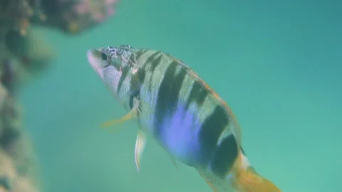 Painted Comber Fish Slow Motion Underwater Stock Footage 145898496